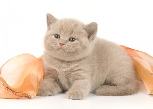 Лиловый британский котенок. Котенок британец лилового окраса          